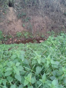 Our own lil rabbit Burrow and little stream